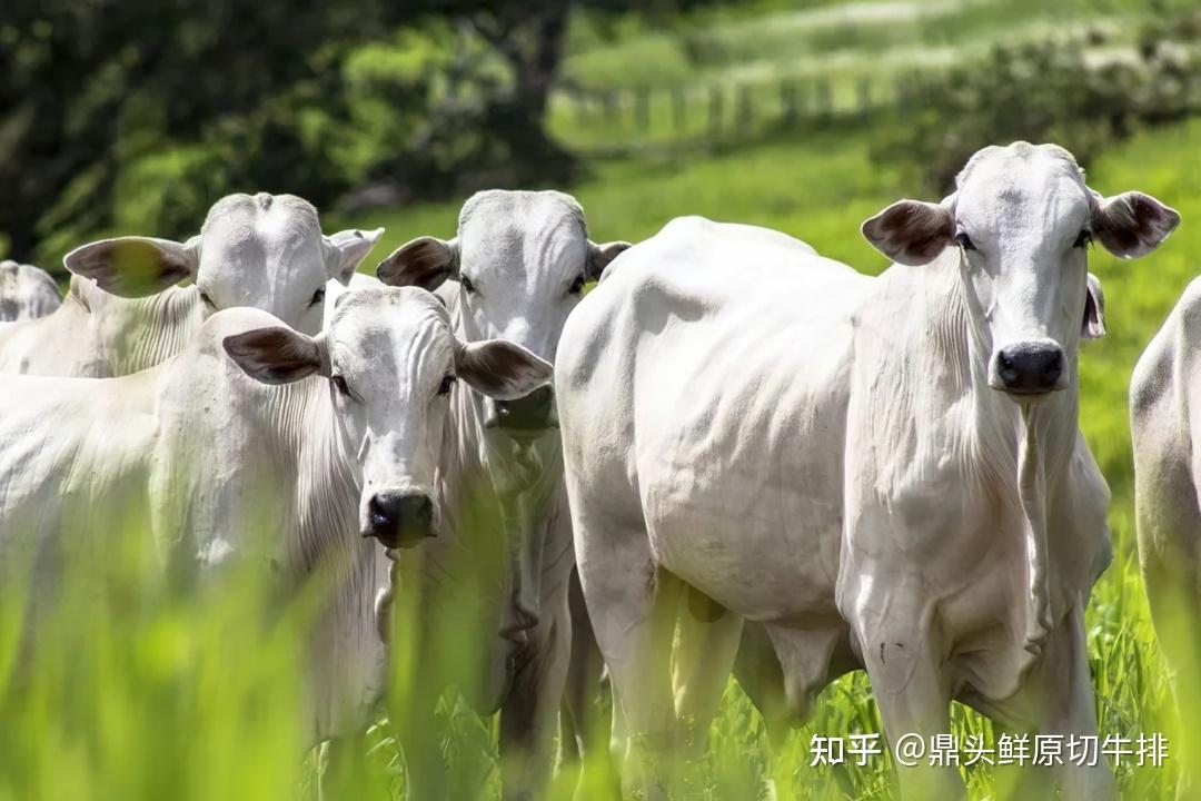 解锁世界四大名牛,带你了解高端牛肉味道