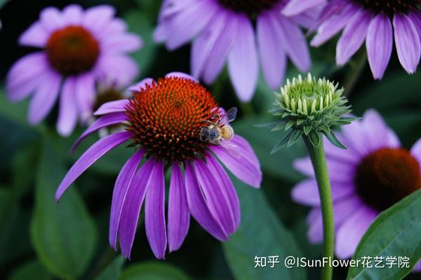 秋日赏菊 30种菊科植物介绍 知乎 秋日赏菊 30种菊科植物介绍 知乎