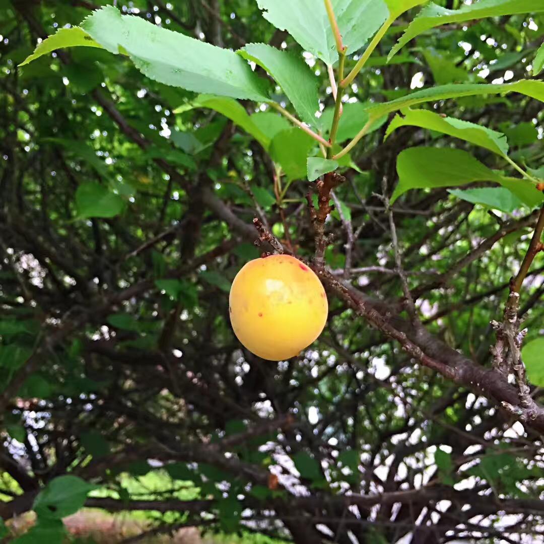 日本的小伙伴看过来 梅雨季节 知乎