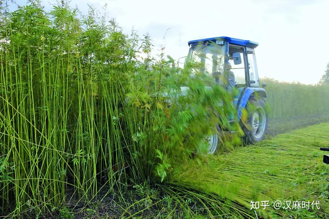 汉麻:8000年来人类发现的最完美材料。 - 知乎