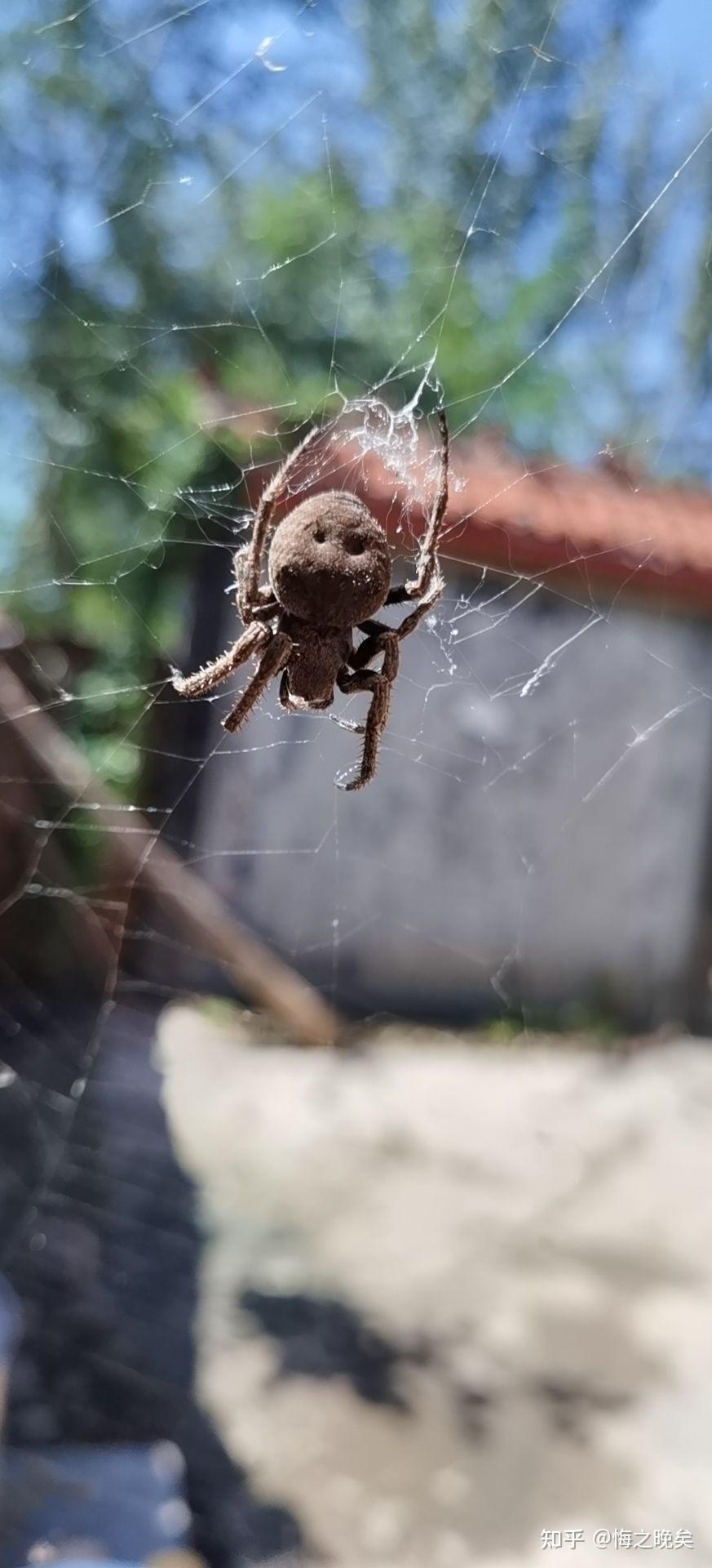 请问这是什么蜘蛛座标山东