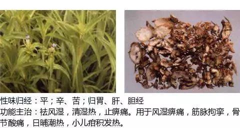 500余种中草药图  第130张