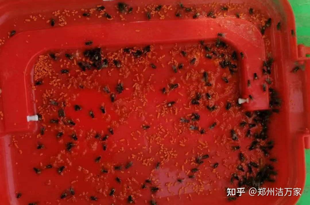 关于苍蝇药那些你不知道的事