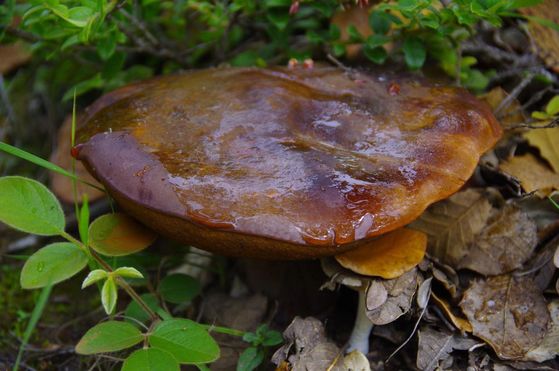 山野藏珍馐:紫盖牛肝菌 - 知乎