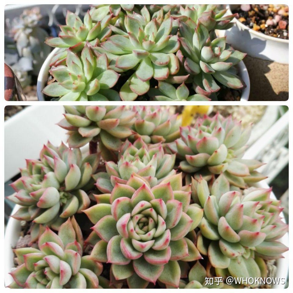 多肉怎么长叶子 v2-8f68077f9d2ad1fa9a33fc22f2949ec6_r.jpg