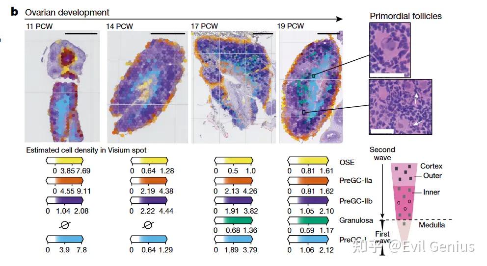 空间转录组基础分析之整合篇 - 知乎
