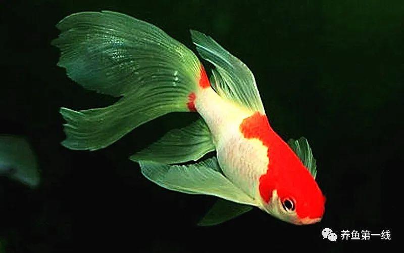 水生生物图文欣赏:金鱼赏阅(上)---草种金鱼12种,龙种金鱼68种!