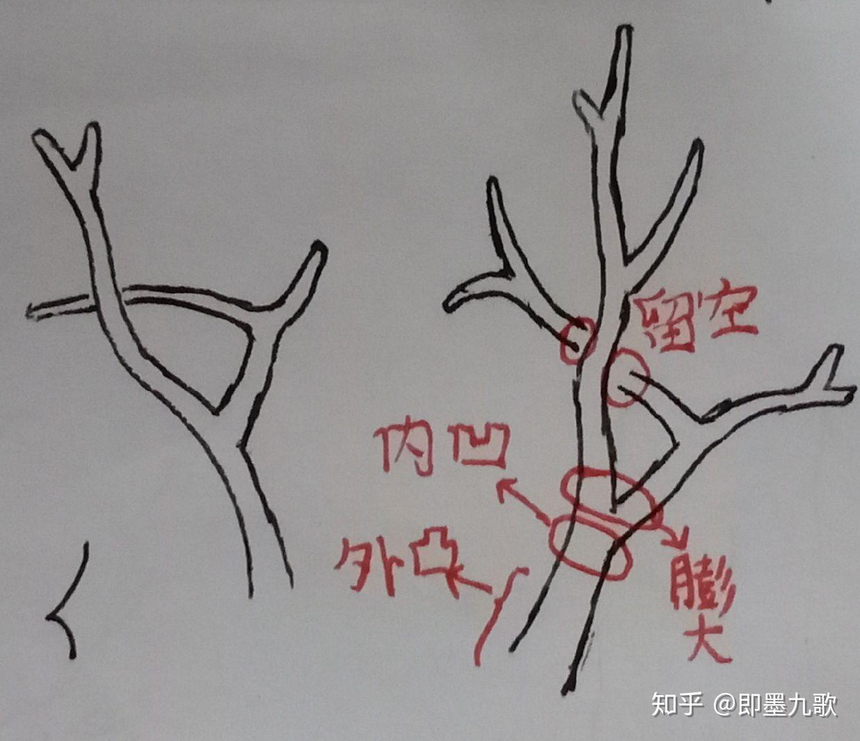 注意樹枝與樹幹的前後關係.