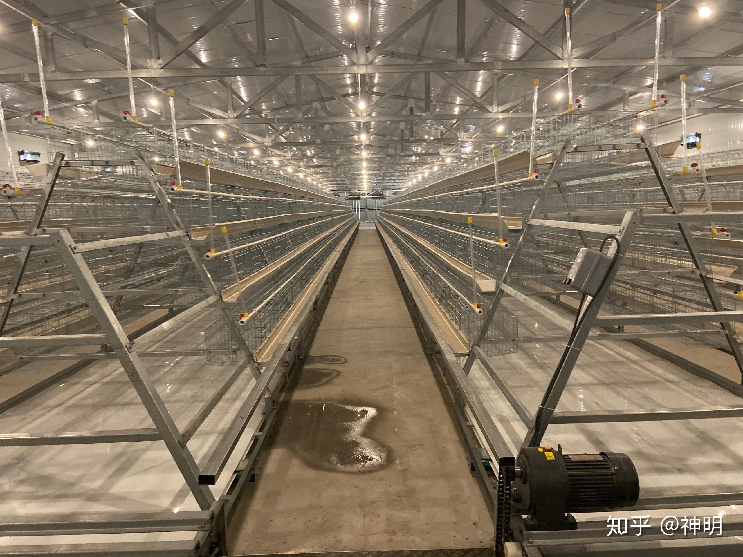 现代化全自动化养鸡设备有哪些优点