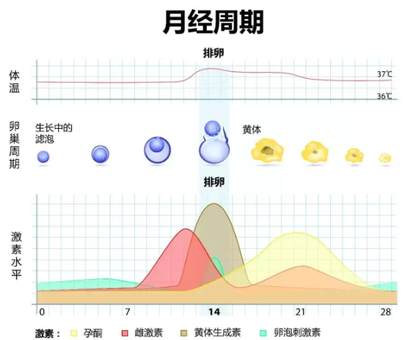 坚持锻炼的女性在生理期应该怎样运动？ 知乎 5280