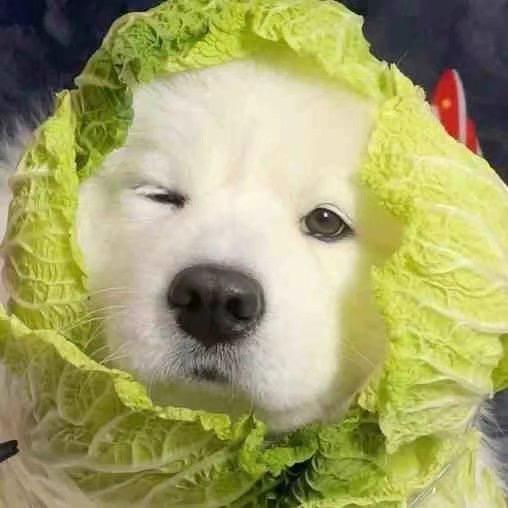 白菜狗原图图片