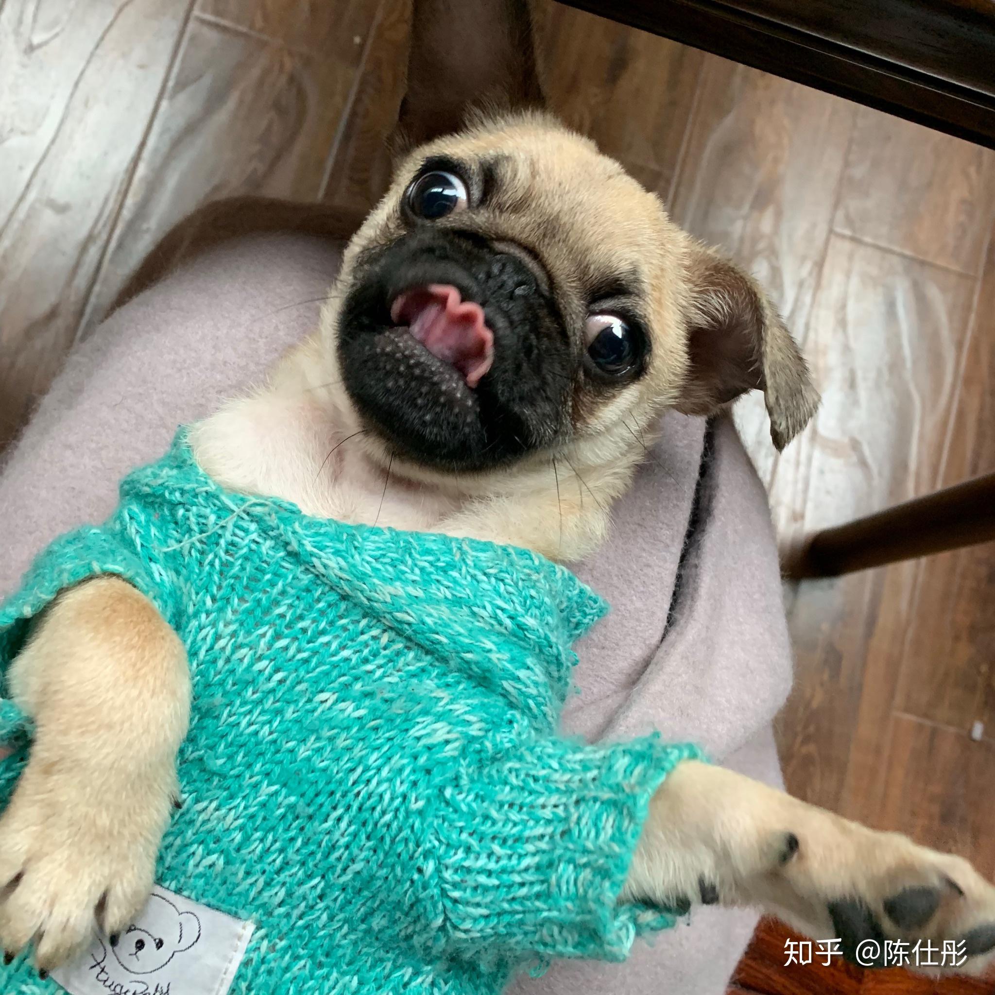 怎么做玩具熊 v2-8f8d74e9c084ec1133c14214a889a2d2_r.jpg