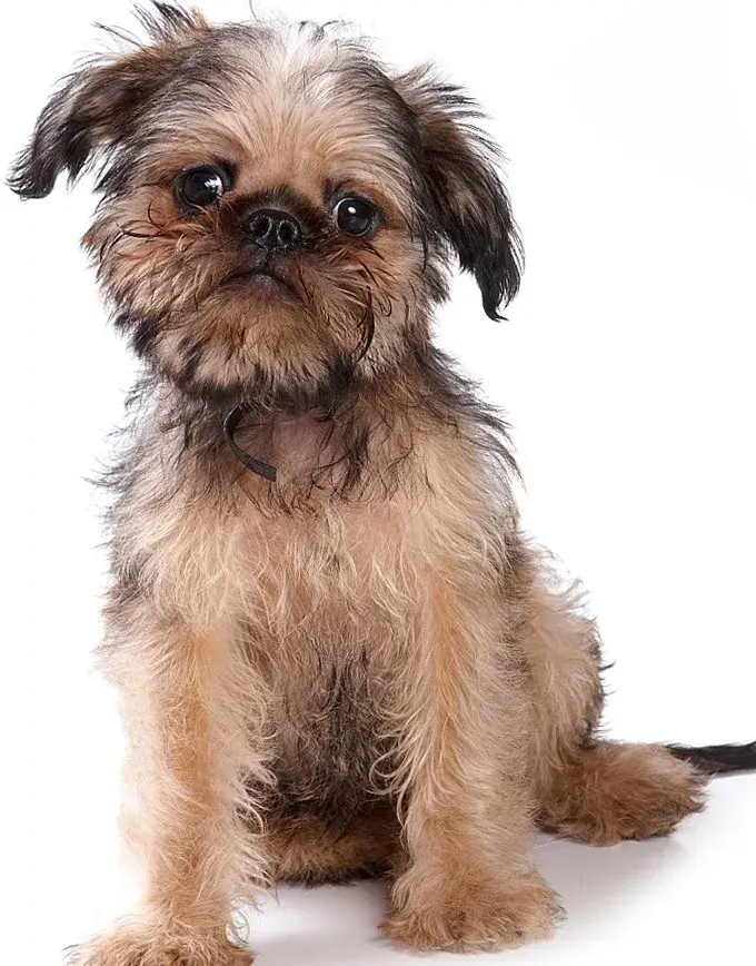 每日一宠格里芬尼韦奈犬