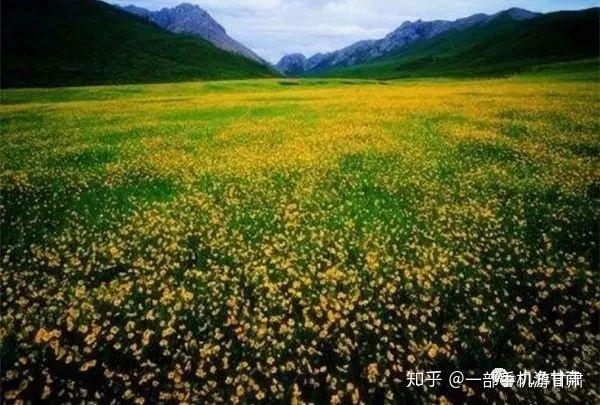 有一个美丽的地方叫西梅朵塘,这里神秘而且美丽,藏语的意思是吉祥花滩