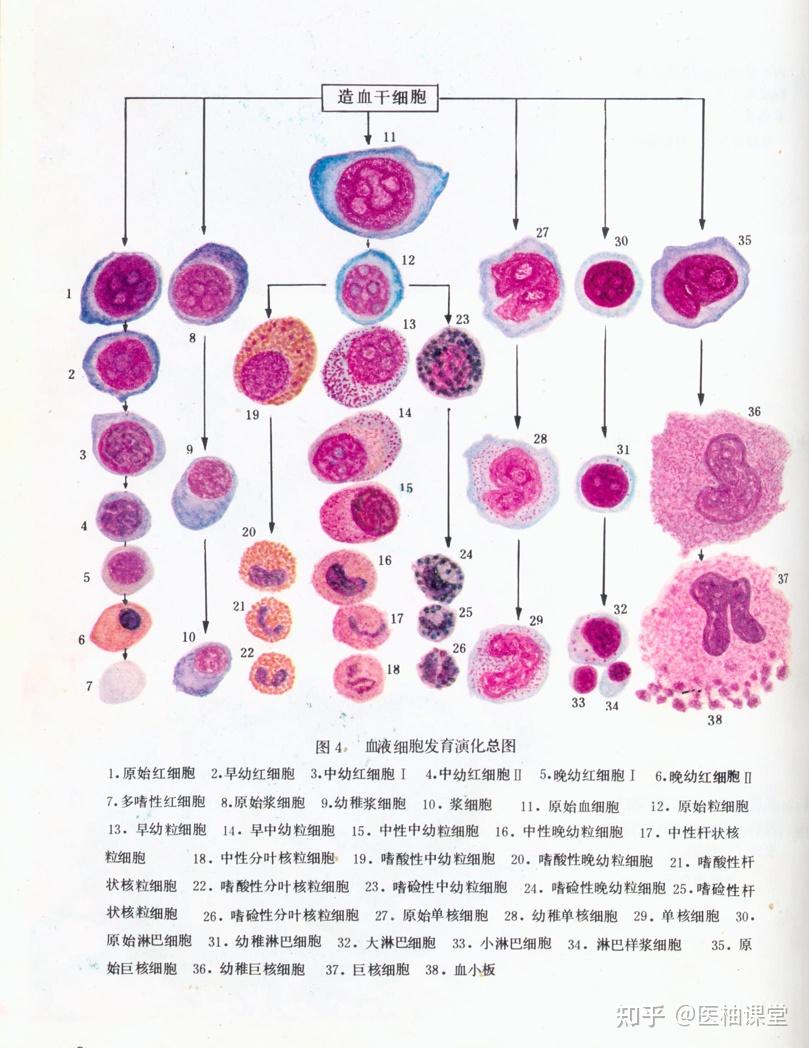 伊红染色步骤图片