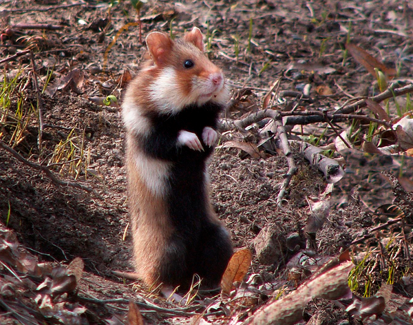 动物篇(66)·啮齿目(下)