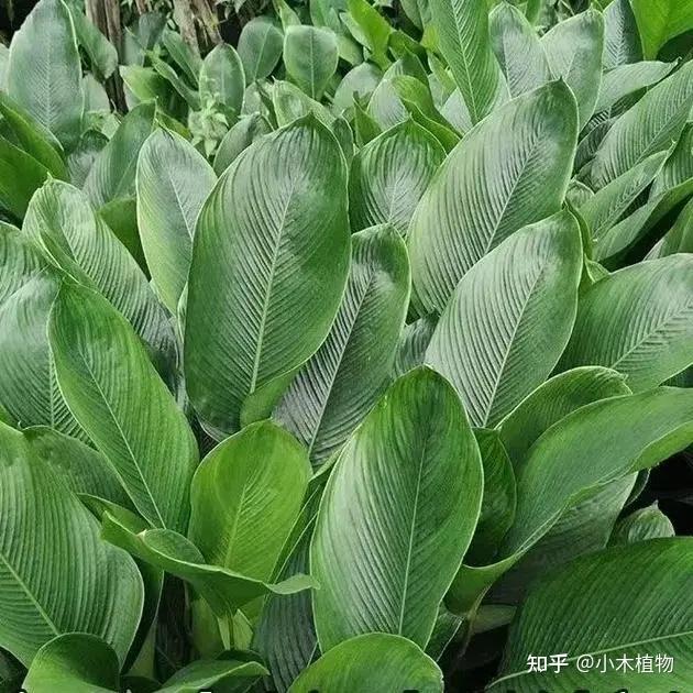 中国各地包粽子,用的叶子竟然这么不一样! - 知乎