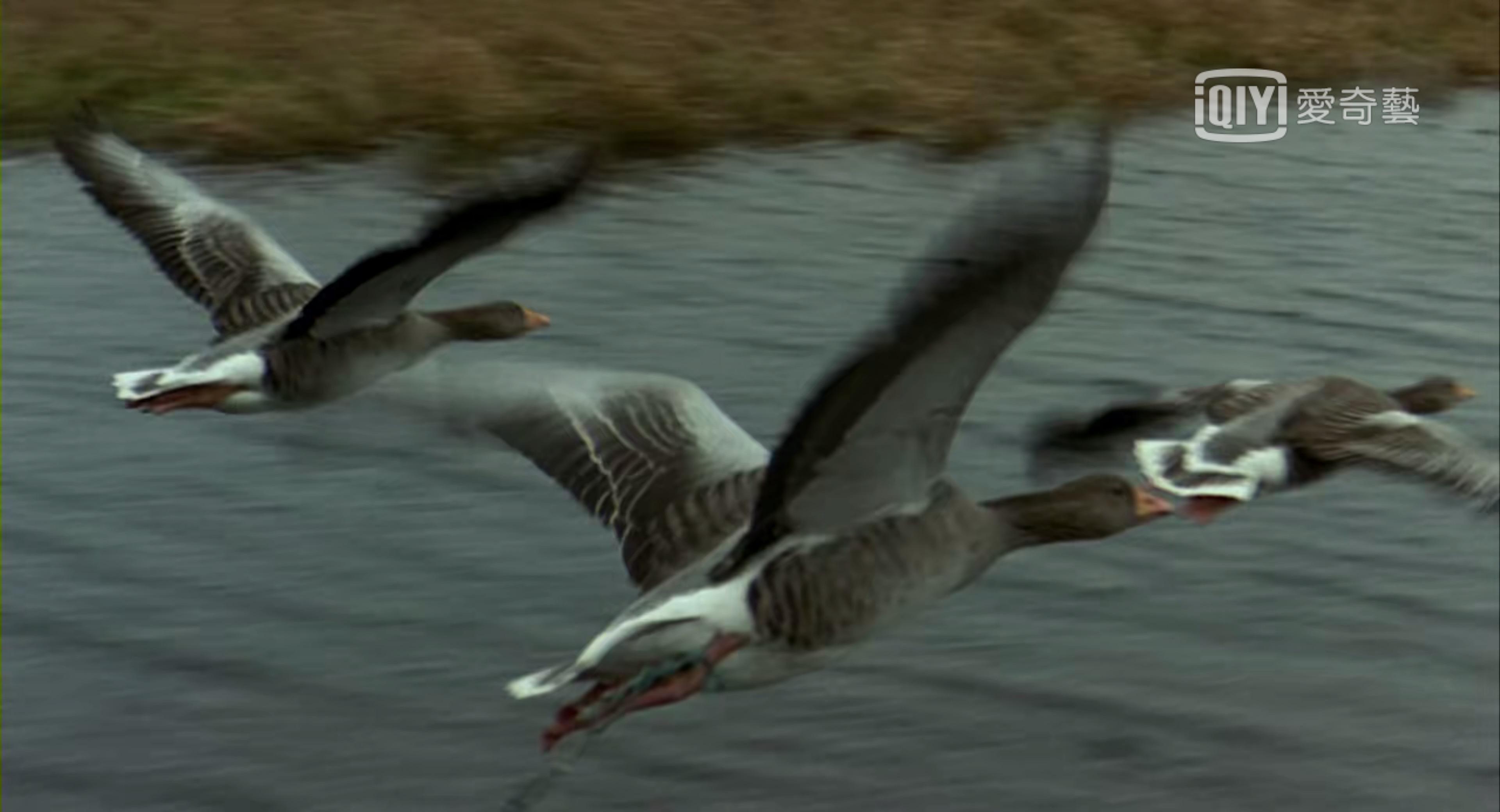 纪录片《迁徙的鸟》winged migration(30