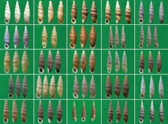 海生张) 2 小时前 我们对于腹足纲的贝类并不陌生,比如餐桌上的海螺