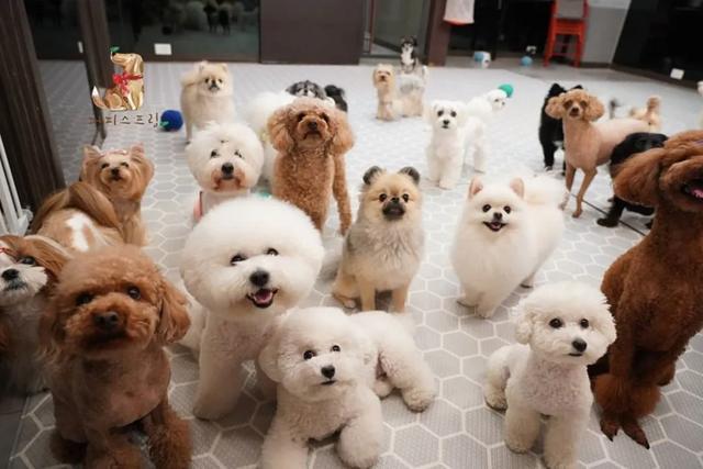 韩国宠物幼儿园开学,狗狗们的新校服萌翻了!还有专属书包口水巾?