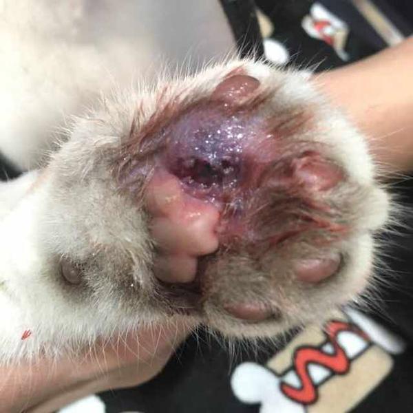 三个月的猫咪爪子被刺伤化脓多天不消肿求助 知乎