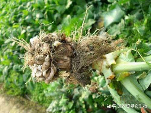 越來越多的蔬菜瓜果類作物都受到了根結線蟲的侵染,其他蔬菜如瓜類,茄