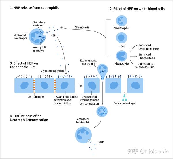 肝素结合蛋白（HBP）的生物学 …