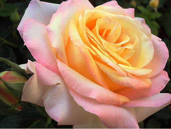 国花知多少亚洲篇