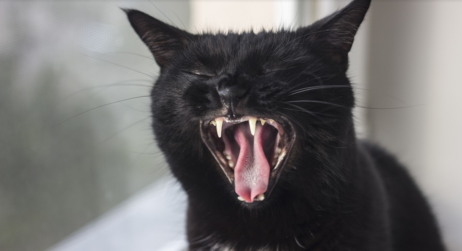 网友同一天疯狂晒黑猫,是集体中了黑猫的邪? - 知乎