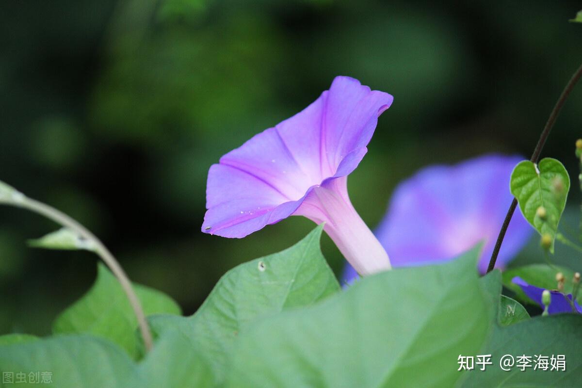 豆蔻梢头,是娉娉袅袅的从前;海棠花下,是月色摇醒的花影;丁香枝上,是