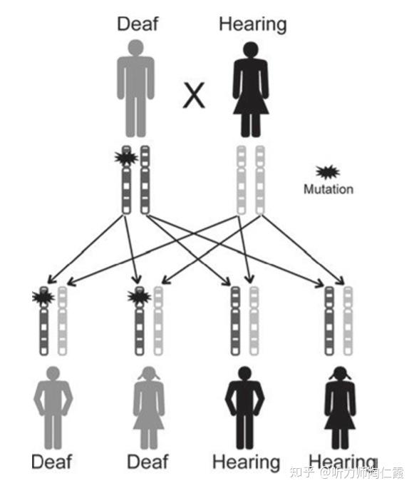 常见致聋基因及其遗传模式