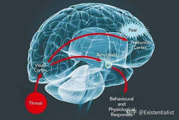 10｜杏仁核：情感活动的中枢在哪里？ - 知乎