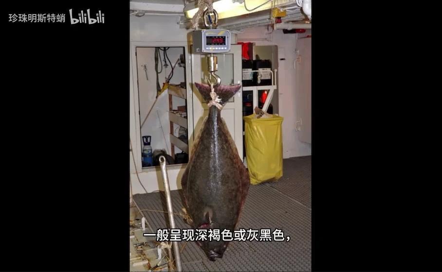 你可能吃过的“巨型比目鱼” 最大鲽形目-庸鲽属的简单介绍 - 知乎
