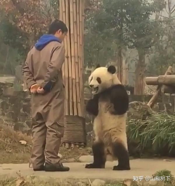熊猫界妈宝男渝可居然是蔓越煤的儿子，终于知道渝可是遗传谁了 - 知乎