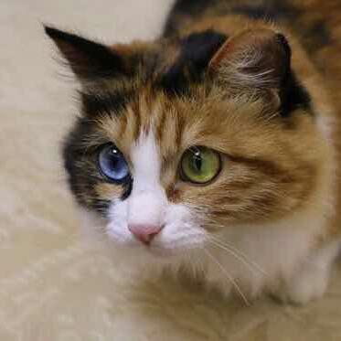 1.第二只 2.右边这只 3.三花鸳鸯眼的 4.我的微信头像