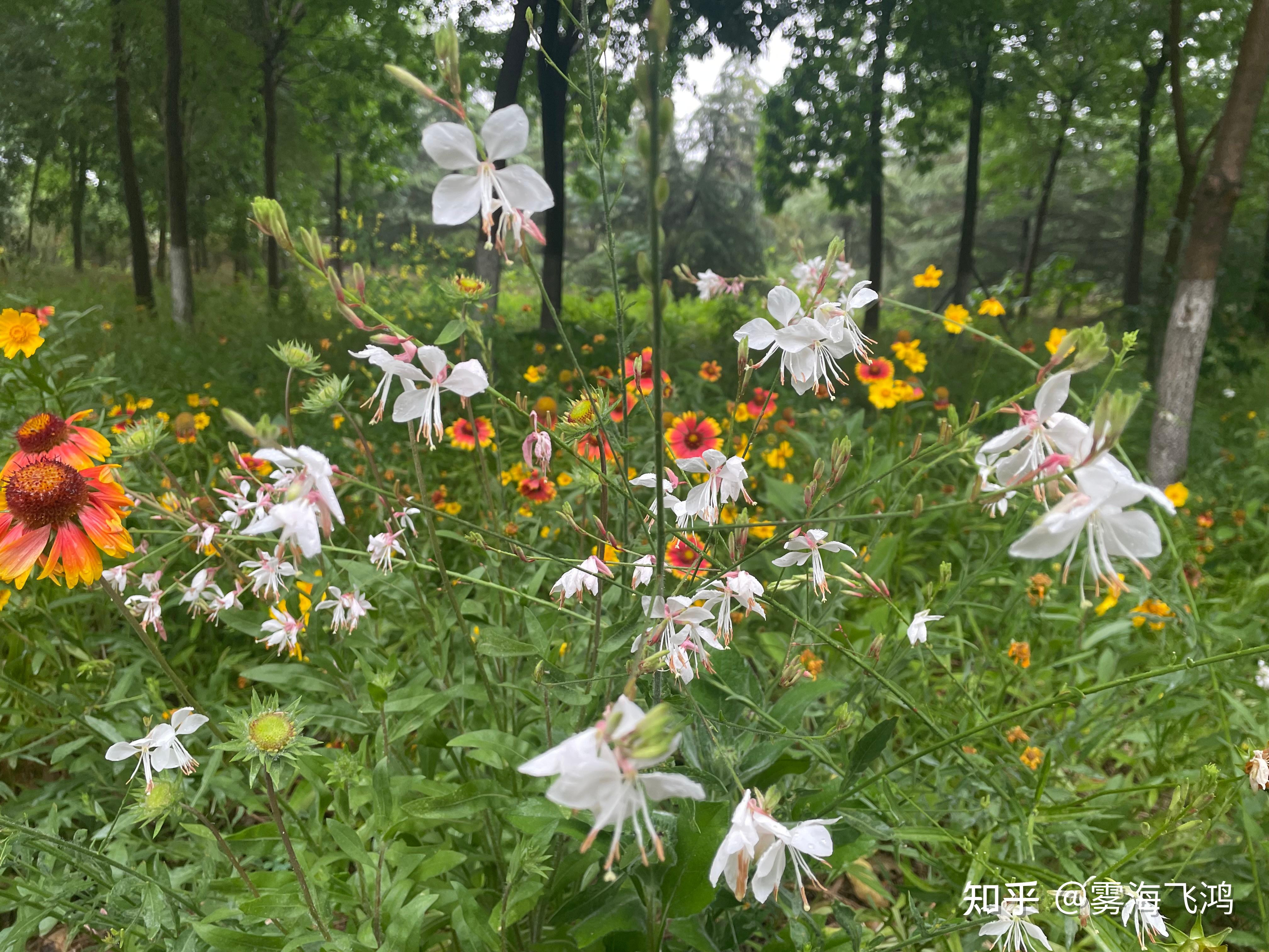 济南最美的花海、最美的大草坪之一-卧牛山地质公园 - 知乎