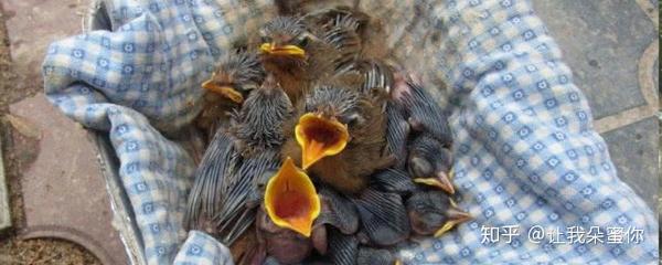 畫眉幼鳥怎麼養鳥基地博客教你畫眉鳥雛鳥飼養時應注意什麼