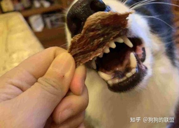 狗狗“心虚”时的7个表现,是怂货没错了 - 知乎