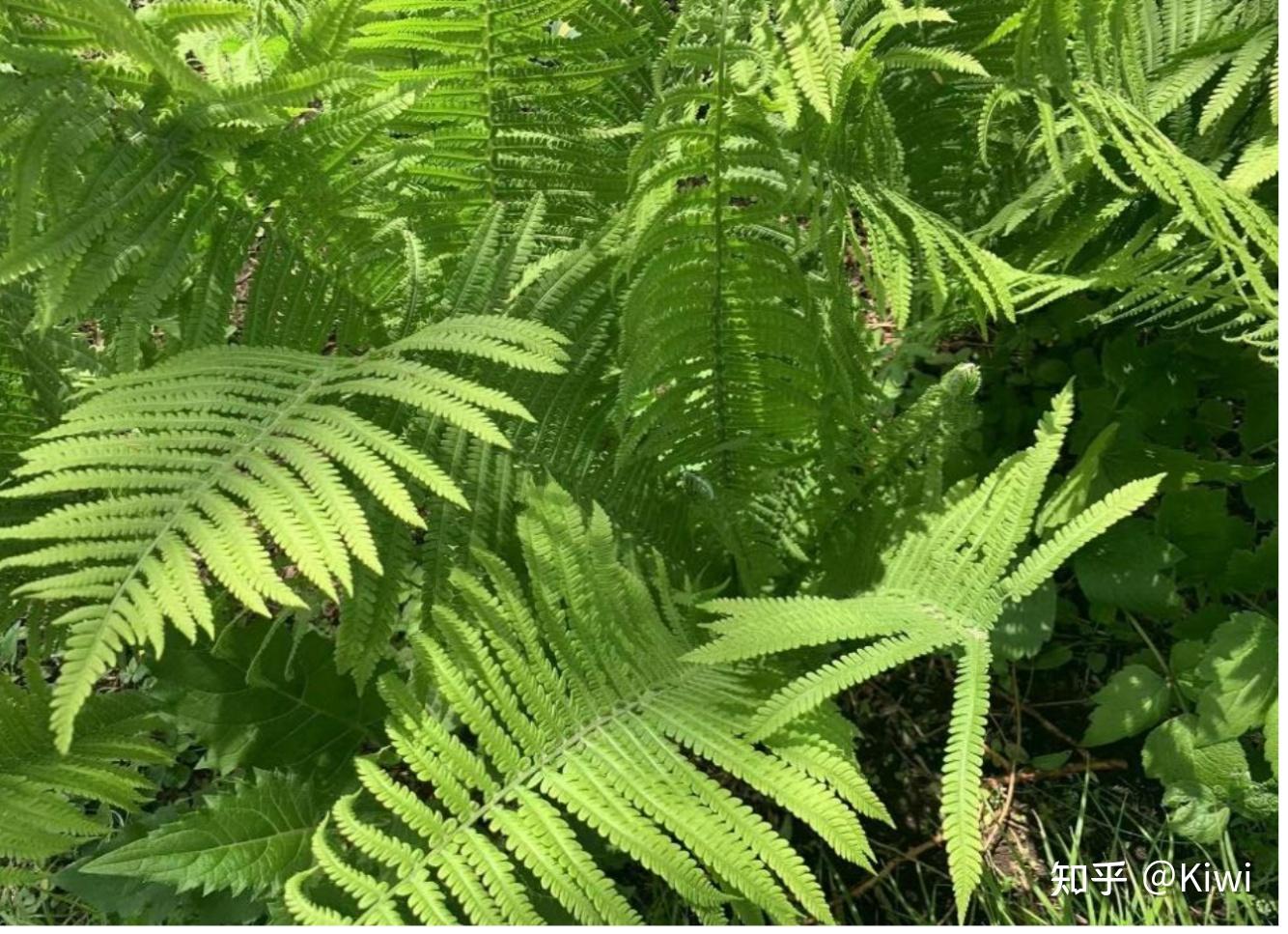 热带雨林最常见的绿色植被——蕨类植物(fern plant) - 知乎