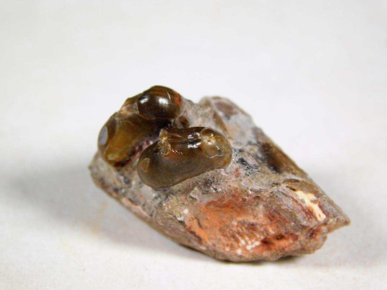 阔齿龙牙齿化石阔齿龙与人类体型对比引螈eryops引螈eryops是石炭纪