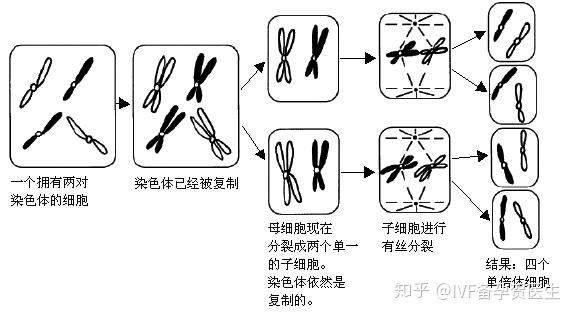 原始生殖细胞内的二倍体染色体会经历1次复制和2次分离,这就是"减数