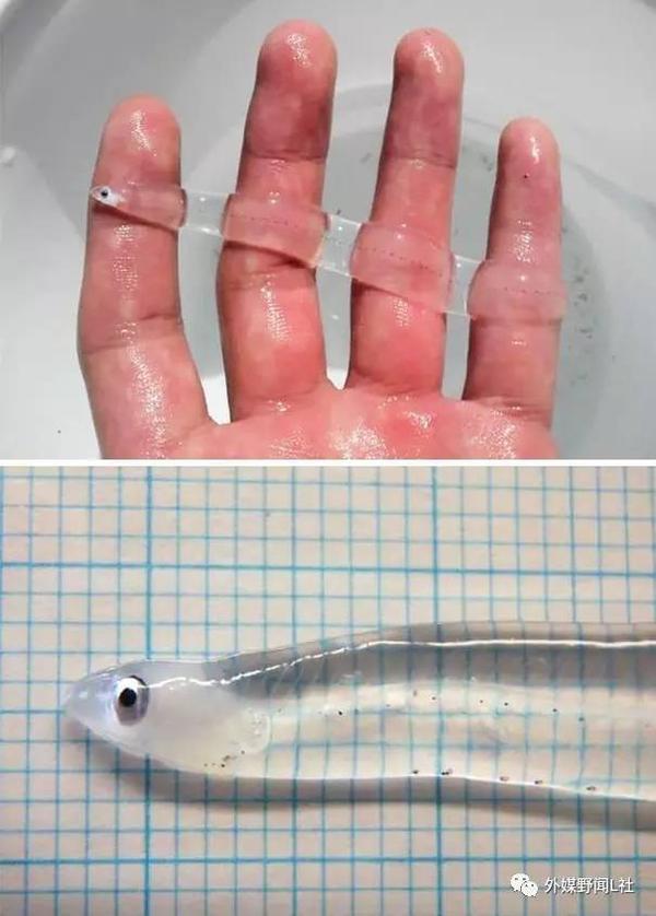 樽海鞘(salpa maggiore)▼