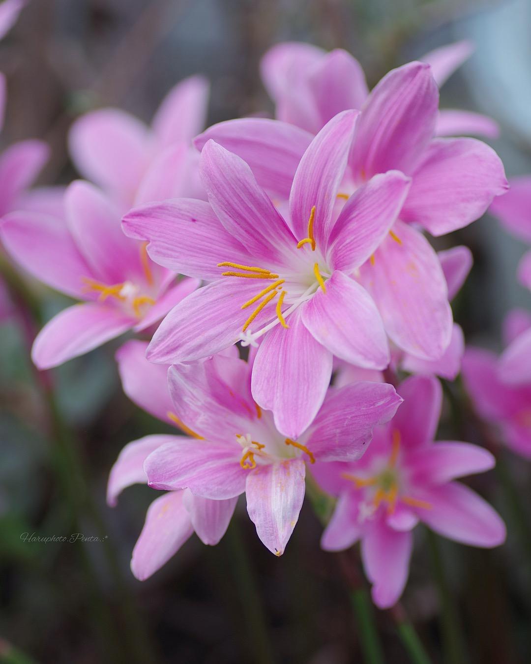 一份超全的风雨兰入坑指南
