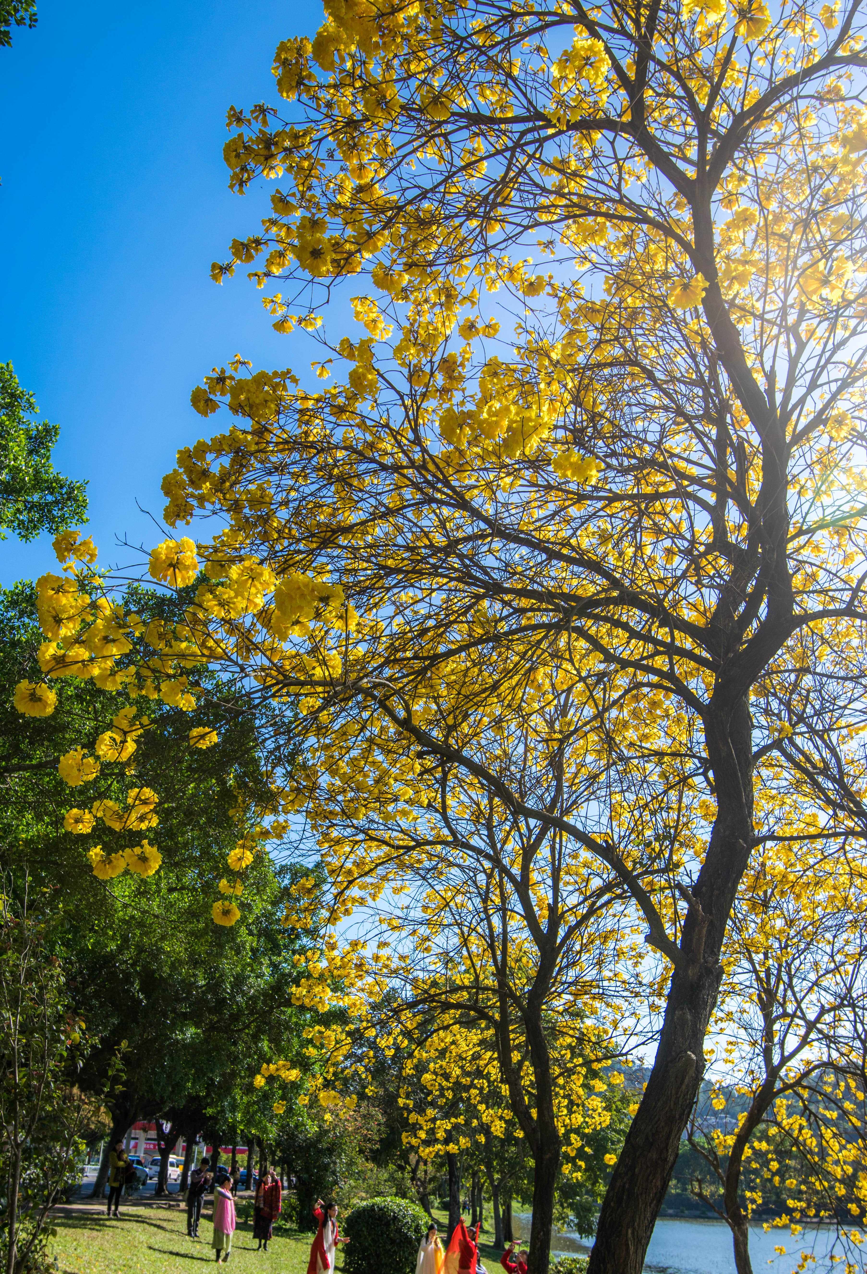 南国之春黄花风铃木及一些花草
