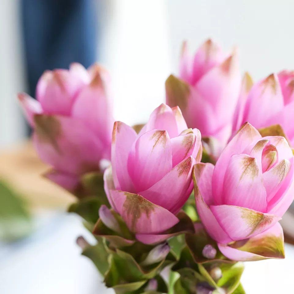 粉色像是淡淡的腮红完全不一样的感觉姜荷花有白粉两个颜色姜荷花并不