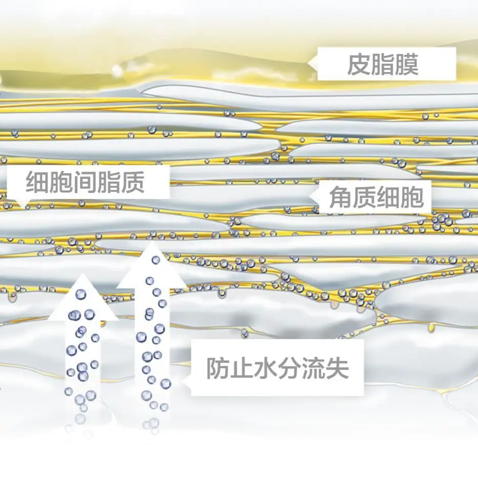 首先我們要知道皮膚細胞是雙層卵磷脂結構,一端親水,一端親油,親油端