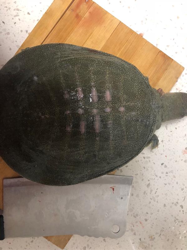 首次尝试做甲鱼我这么可爱的女孩子怎么可以杀甲鱼