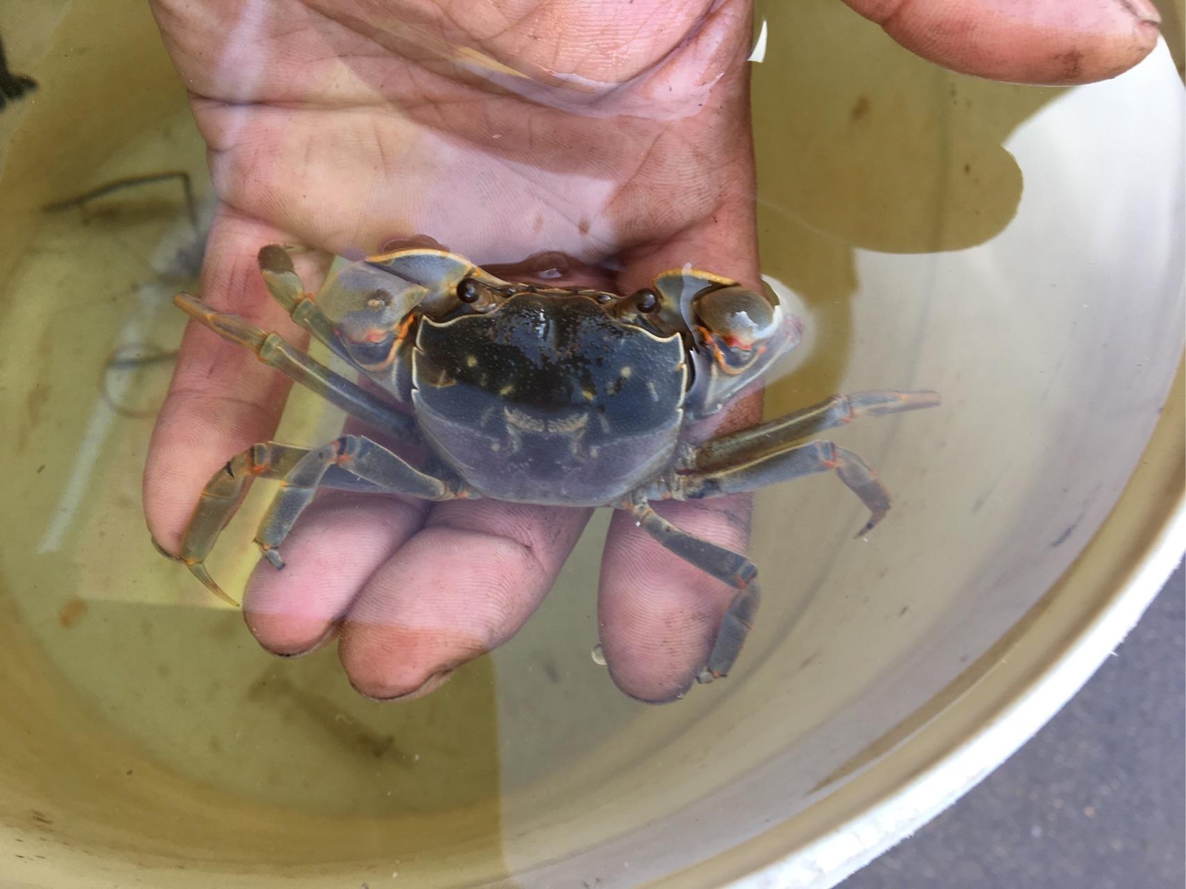 请问这是什么淡水螃蟹? - 知乎