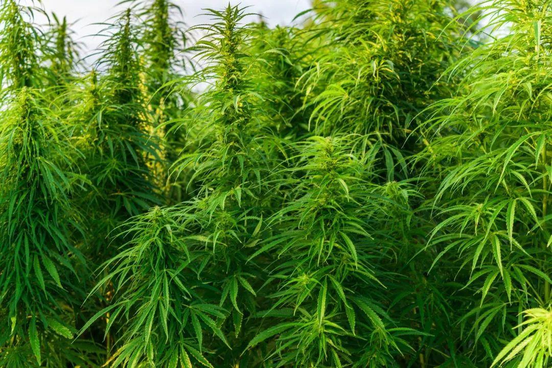 中国有望放开第三个大麻种植省份与深谙大麻文化国家合作吓到