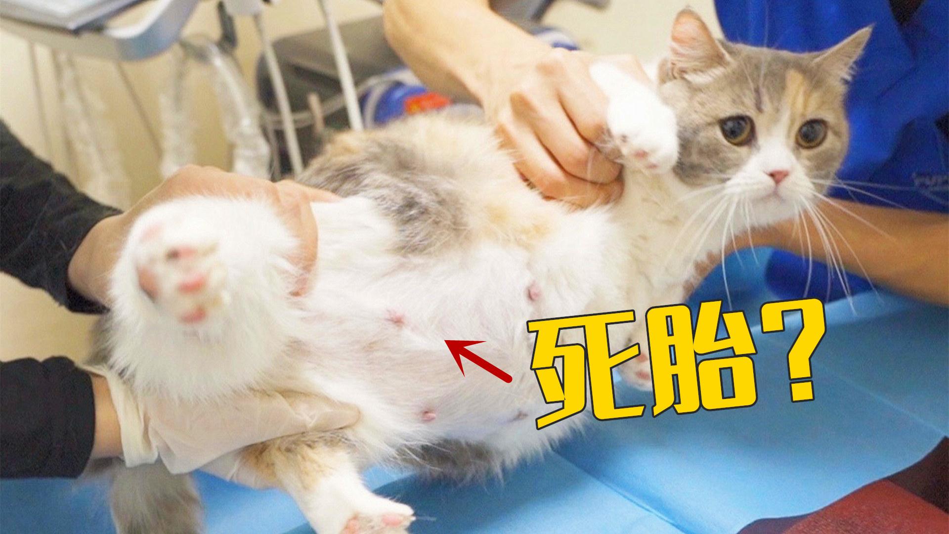 猫怀孕66天还不生去医院检查发现没胎心了